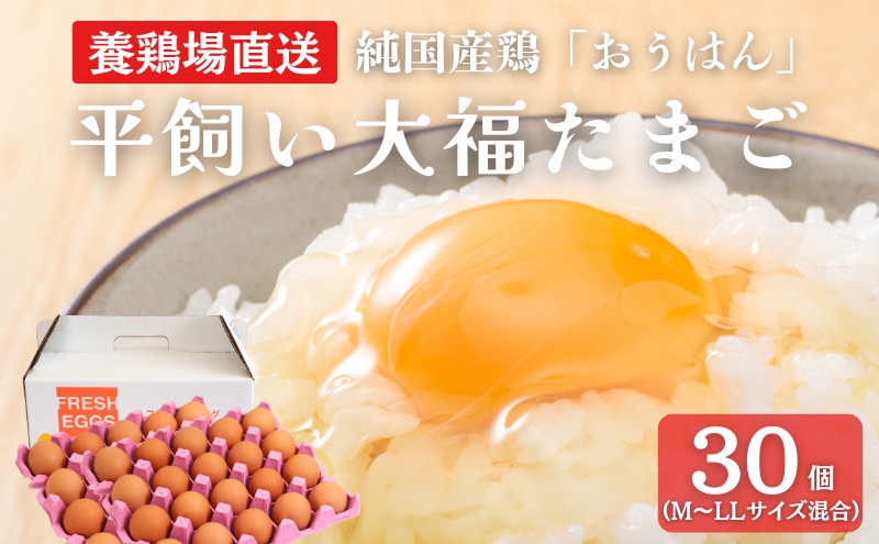 産地直送 大福たまご 30個
