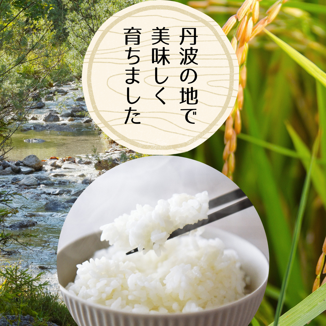 令和7年産 京都丹波産 キヌヒカリ 10kg　白米