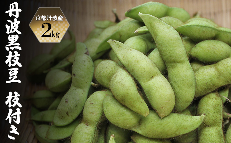 令和7年10月発送分 先行予約 京都丹波産 丹波黒枝豆 枝付き 2kg