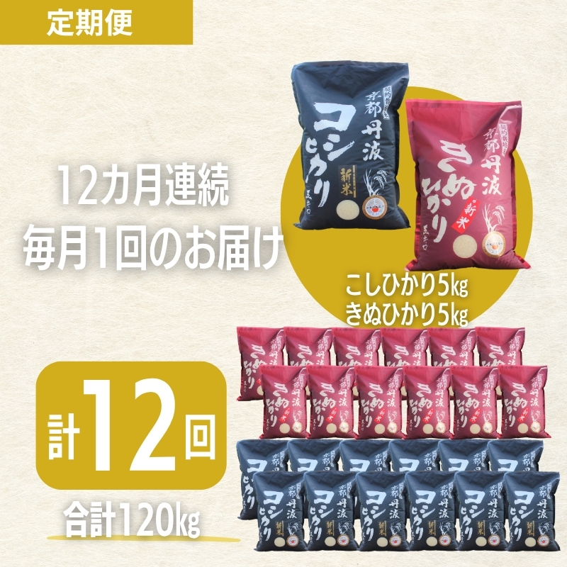 縲12繧ォ譛亥ョ壽悄萓ソ縲台サ、蜥7蟷エ逕」 莠ャ驛ス荳ケ豕「逕」 縺薙@縺イ縺九j繝サ縺阪〓縺イ縺九j 鬟溘∋豈斐∋繧サ繝繝 10kg 蜷郁ィ120kg