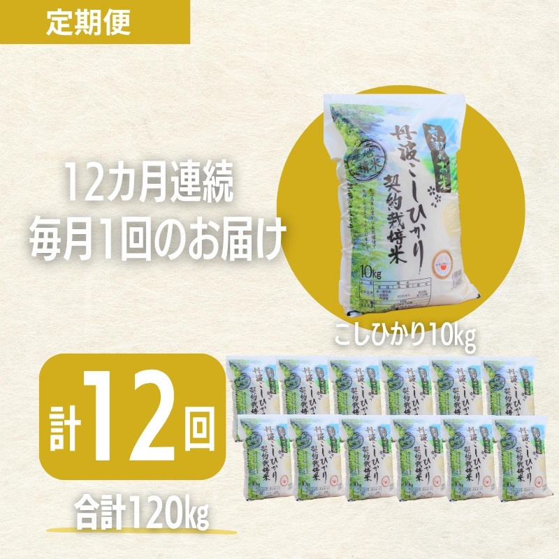 【12カ月定期便】令和7年産 京都丹波産 こしひかり 10kg 合計120kg