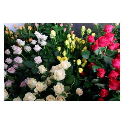 【バラ専門生産者直送】バラの花束(色とりどり36〜38本)【配送不可地域：離島・沖縄県】【1607441】