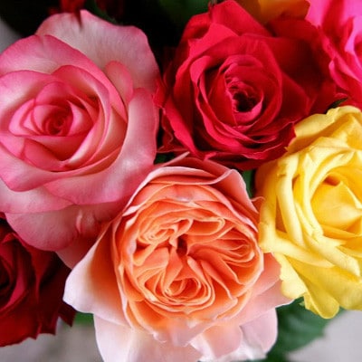 【バラ専門生産者直送】バラの花束(色とりどり36〜38本)【配送不可地域：離島・沖縄県】【1607441】