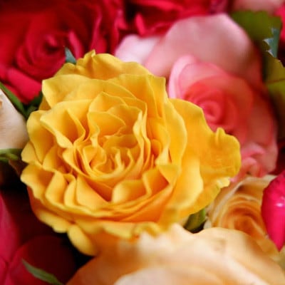 【バラ専門生産者直送】バラの花束(色とりどり26〜28本)【配送不可地域：離島・沖縄県】【1607421】