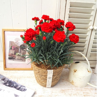 【先行受付】2026年 カーネーション レッド 母の日ギフト 京都久御山町【配送不可地域：離島・北海道・沖縄県】【1721756】