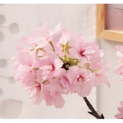 一才桜(一才桜4号鉢×1 バスケット×1 ココファイバー)【配送不可地域：離島・沖縄県】【1697423】