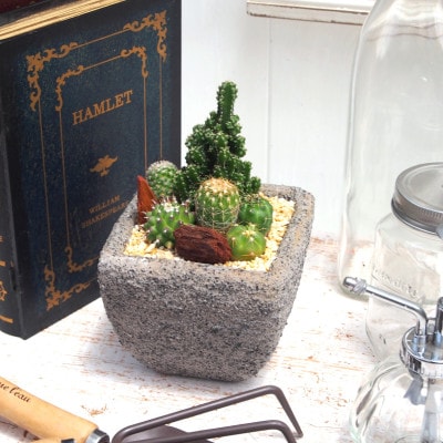 多肉植物ミックスセメントポット仕立て サボテンミックスセメントポット仕立て 2個セット(各1個ずつ)【配送不可地域：離島・沖縄県】【1697833】