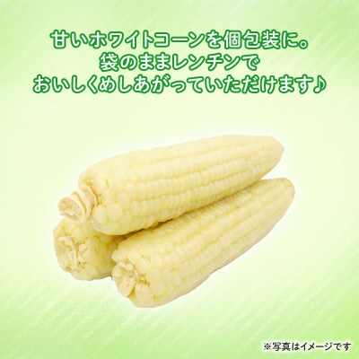 【訳あり】京都府産 白い とうもろこし　ホワイトコーン 10本 (個包装)【1618532】