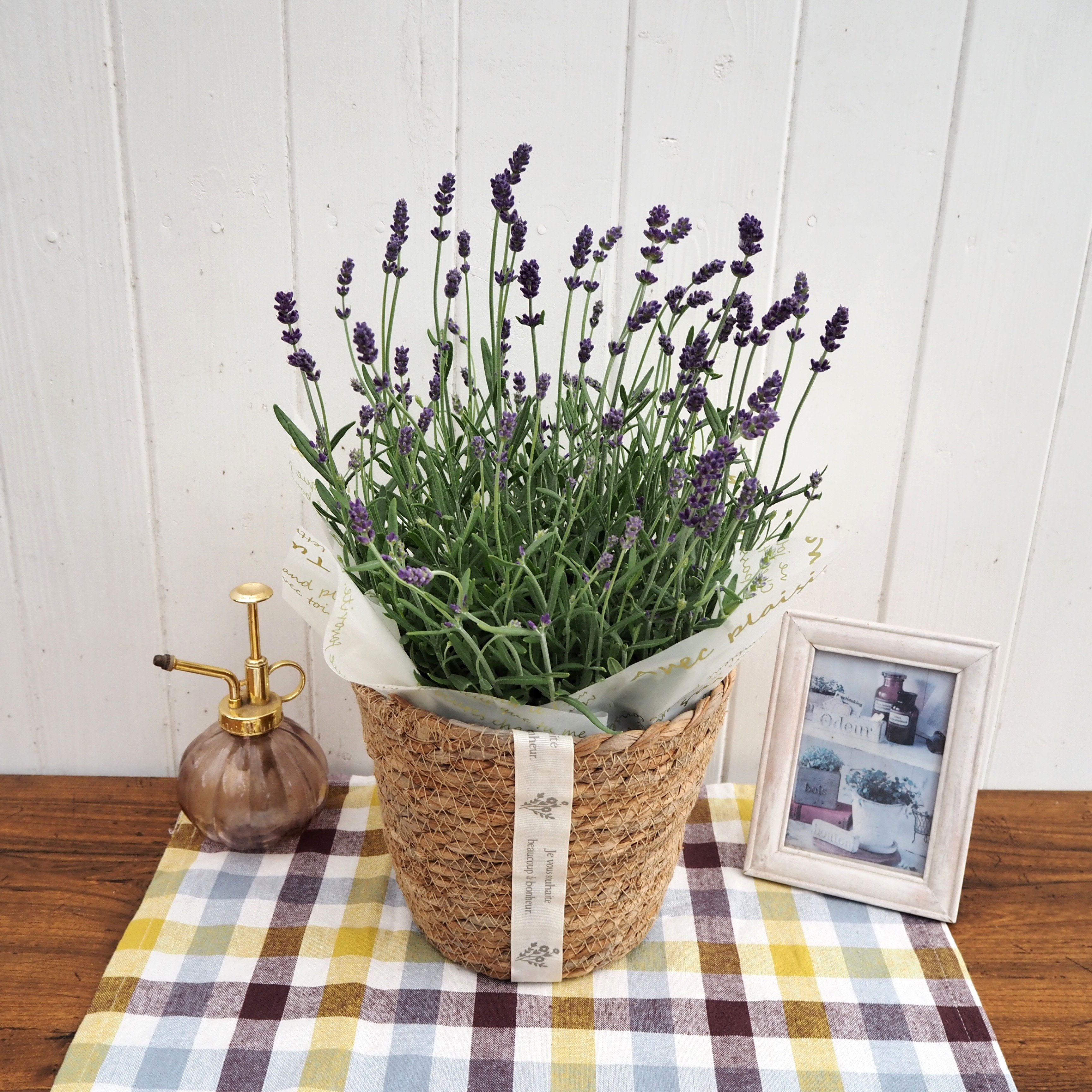 【先行受付】2026年 イングリッシュラベンダー ギフト 京都府久御山町【配送不可地域：離島・北海道・沖縄県】【1721758】