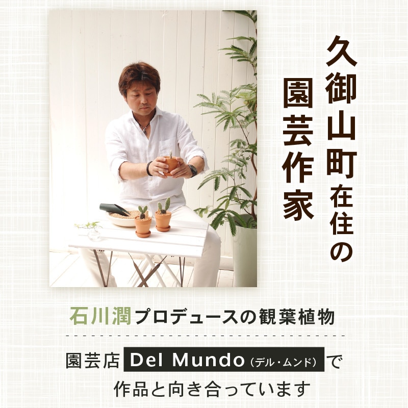 【先行受付】2026年 イングリッシュラベンダー ギフト 京都府久御山町【配送不可地域：離島・北海道・沖縄県】【1721758】