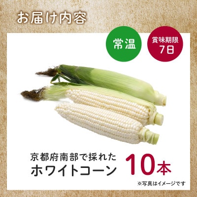 【訳あり】京都府産 白い とうもろこし　ホワイトコーン 10本 (個包装)【1618532】