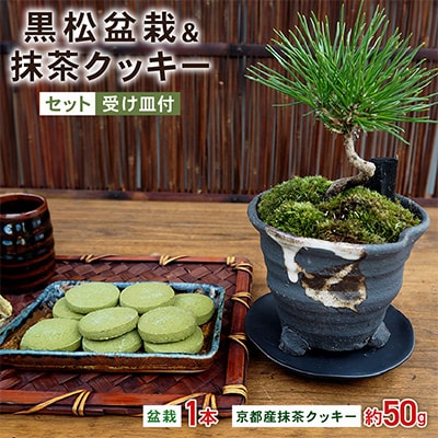 黒松盆栽&抹茶クッキーセット【1047275】