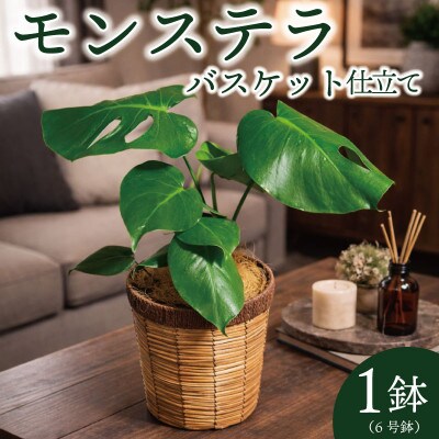 モンステラバスケット仕立て(モンステラ6号鉢×1 バスケット×1 ココファイバー)【配送不可地域：離島・北海道・沖縄県・東北】【1697457】