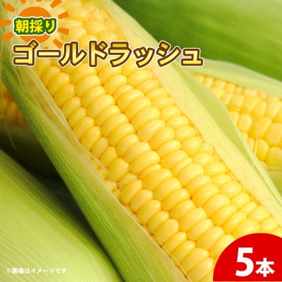 京都府久御山町 とうもろこし 5本 朝採り ゴールドラッシュ【配送不可地域：離島・北海道・沖縄県・東北】【1737372】