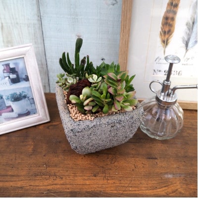 多肉植物ミックスセメントポット仕立て1個【配送不可地域：離島・沖縄県】【1697819】