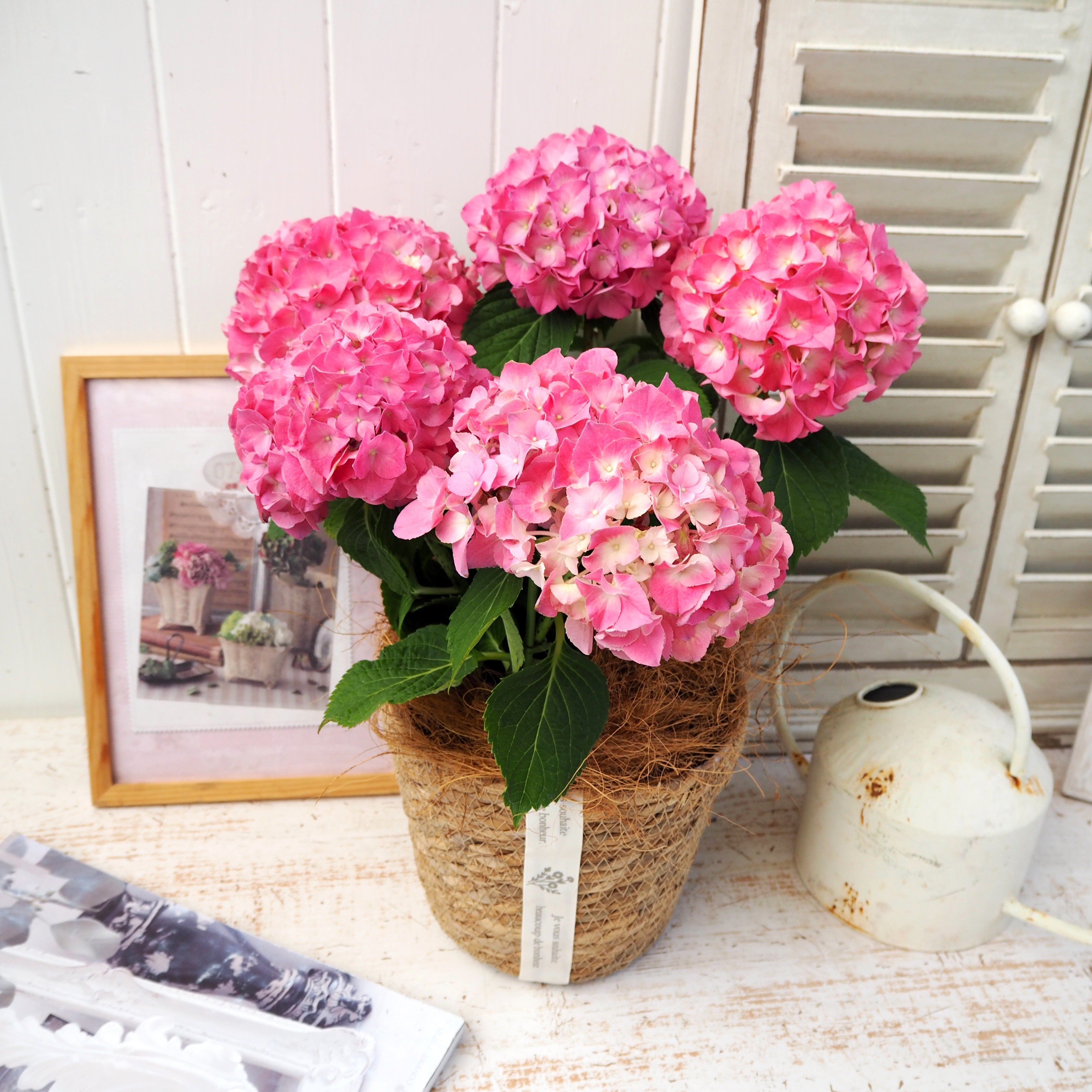 【先行受付】2026年 アジサイ ピンク ギフト 京都府久御山町【配送不可地域：離島・北海道・沖縄県】【1721760】