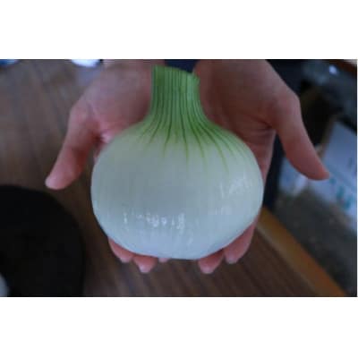 【訳アリ】たまねぎ 5kg　京都府久御山町産【1621127】
