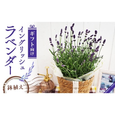 【先行受付】2026年 イングリッシュラベンダー ギフト 京都府久御山町【配送不可地域：離島・北海道・沖縄県】【1721758】