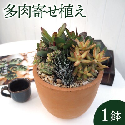多肉寄せ植えテラコッタ(受け皿付き)【配送不可地域：離島・沖縄県】【1697449】