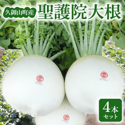京都府久御山 聖護院大根(淀大根)4本　おでんや煮物にぴったり【配送不可地域：離島・北海道・沖縄県】【1658227】