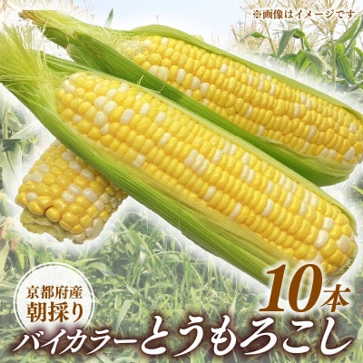 京都府久御山町 とうもろこし バイカラー 10本 朝採れコーン[配送不可地域:離島・北海道・沖縄県・東北]