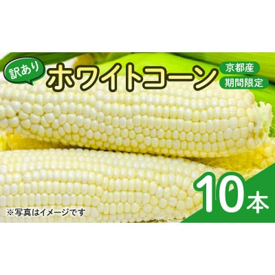 【訳あり】京都府産 白い とうもろこし　ホワイトコーン 10本 (個包装)【1618532】