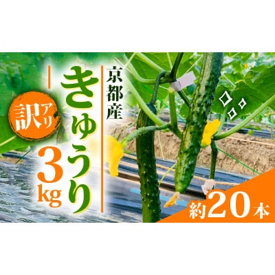 【訳アリ】きゅうり 3kg 京都府 野菜【1568062】