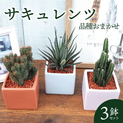 おすすめおまかせ サキュレンツ3個セット【配送不可地域：離島・沖縄県】【1697809】