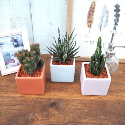 おすすめおまかせ サキュレンツ3個セット【配送不可地域：離島・沖縄県】【1697809】