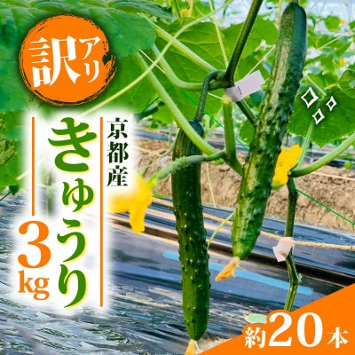 【訳アリ】きゅうり 3kg 京都府 野菜【1568062】