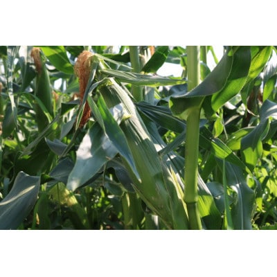 京都府久御山町 とうもろこし バイカラー 10本 朝採れコーン【配送不可地域：離島・北海道・沖縄県・東北】【1666123】