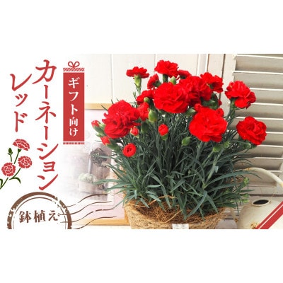 【先行受付】2026年 カーネーション レッド 母の日ギフト 京都久御山町【配送不可地域：離島・北海道・沖縄県】【1721756】