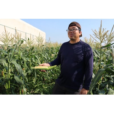 京都府久御山町 とうもろこし バイカラー 10本 朝採れコーン【配送不可地域：離島・北海道・沖縄県・東北】【1666123】