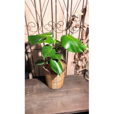モンステラバスケット仕立て(モンステラ6号鉢×1 バスケット×1 ココファイバー)【配送不可地域：離島・北海道・沖縄県・東北】【1697457】