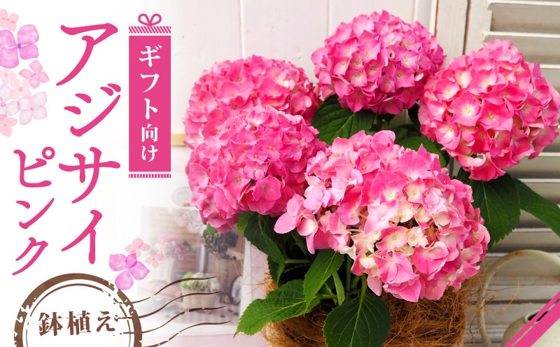 【先行受付】2026年 アジサイ ピンク ギフト 京都府久御山町【配送不可地域：離島・北海道・沖縄県】【1721760】
