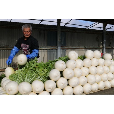 京éœåºä¹
埡山 èè·é¢å€§æ ¹(æ·å€§æ ¹)4æ¬ããã§ããç
®ç©ã«ãŽã£ãããé
éäžå¯å°åïŒé¢å³¶ã»åæµ·éã»æ²çžçãã1658227ã