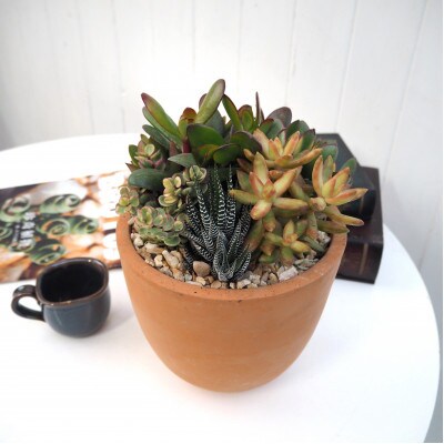 多肉寄せ植えテラコッタ(受け皿付き)【配送不可地域：離島・沖縄県】【1697449】
