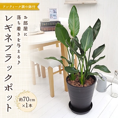 レギネブラックポット【配送不可地域：北海道・東北】【1145770】