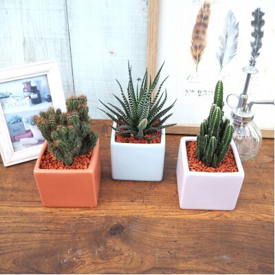 おすすめおまかせ サキュレンツ3個セット【配送不可地域：離島・沖縄県】【1697809】