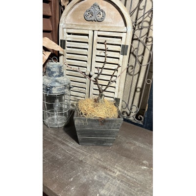 一才桜(一才桜4号鉢×1 バスケット×1 ココファイバー)【配送不可地域：離島・沖縄県】【1697423】