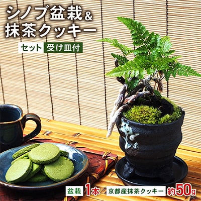 シノブ盆栽&抹茶クッキーセット【配送不可地域：北海道・東北】【1047274】