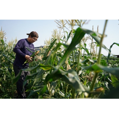 京都府久御山町 とうもろこし バイカラー 10本 朝採れコーン【配送不可地域：離島・北海道・沖縄県・東北】【1666123】