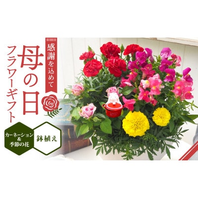 【先行受付】2026年 母の日 フラワーギフト 寄せ植え 鉢植え カーネーション 京都府久御山町【配送不可地域：離島・北海道・沖縄県】【1721761】