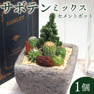 サボテンミックスセメントポット仕立て1個【配送不可地域：離島・沖縄県】【1697814】