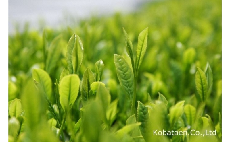 京の老舗 古畑園の特選宇治茶(煎茶140g、雁が音140g)〈宇治茶 お茶 茶 煎茶 深むし 深蒸し茶 緑茶 茎茶 くき茶 雁が音 茶葉 高級 特選 最高金賞 飲料 老舗 化粧箱の老舗〉