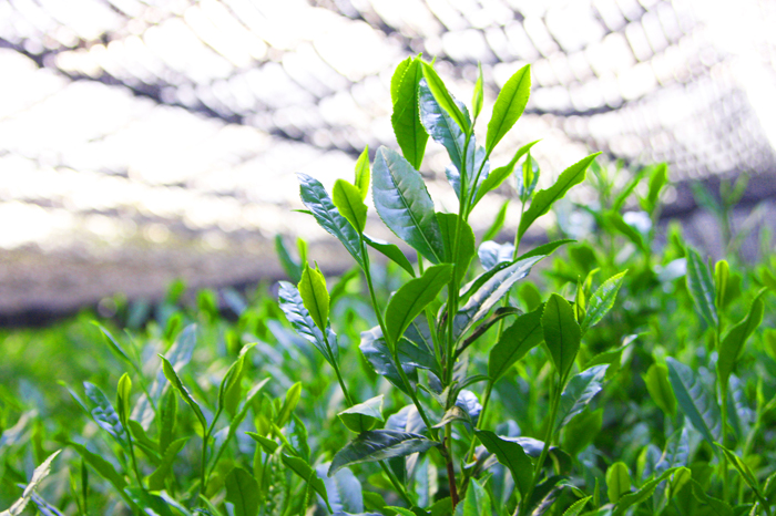 手摘み玉露と宇治煎茶のお詰合せ～宇治田原最高茶師～〈お茶 茶 煎茶 緑茶 茶葉 玉露 手摘み玉露 雁が音 茎茶 詰合せ 最高茶師 大臣賞 飲料 加工食品〉