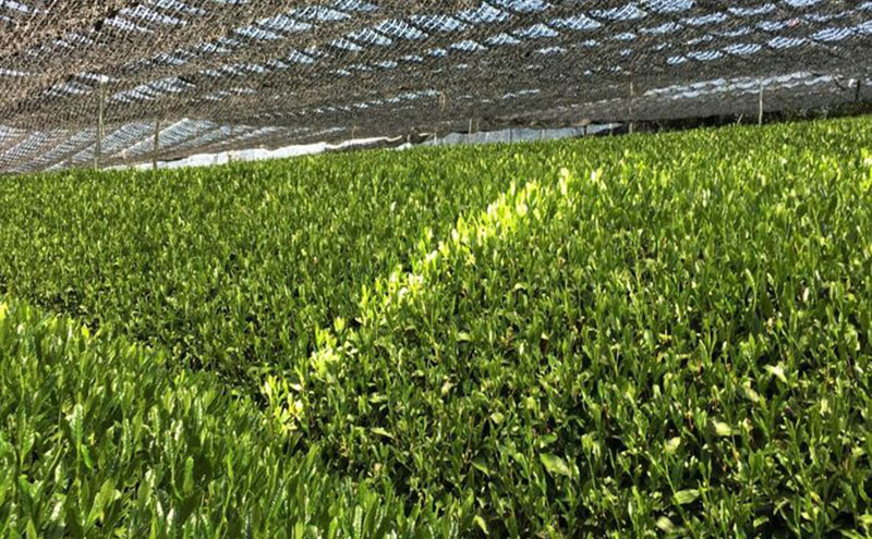 宇治抹茶グリーンティー 150ｇ×5袋セット＆電動式クリーマー付　〈お茶 茶 宇治抹茶 緑茶 抹茶 飲料 牛乳 お湯 お水 簡単操作 ワンタッチ 抹茶ラテ クリーマー セット 加工食品〉