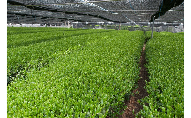 抹茶飲み比べセット（宇治抹茶2種詰め合わせ）〈抹茶 茶 飲み比べ セット 詰合せ 宇治〉