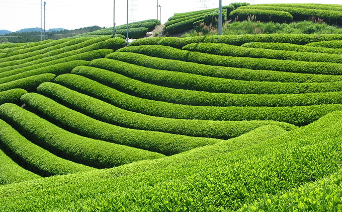 有機宇治茶プレミアムセット 〈 有機 オーガニック 無農薬 煎茶 玉露 深蒸し茶 上煎茶 一番茶 最上級 極上 濃厚 緑茶 茶葉 お茶葉 お茶 茶 飲料 加工食品 〉