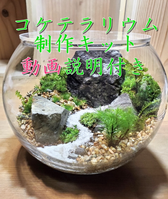 コケテラリウム制作キット直径15cm 動画説明付き〈コケ 苔 こけ 植物 初心者 インテリア 手作り セット キッド 雑貨 日用品〉